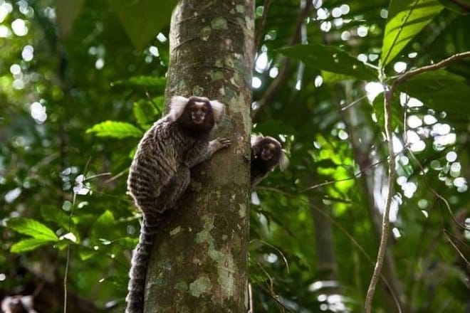 Hiking Ecotour Jaraguá Park – Incredible Rain Forest Landscapes In São Paulo 7