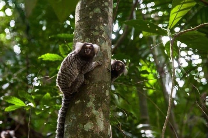 Hiking Ecotour Jaraguá Park – Incredible Rain Forest Landscapes In São Paulo 7