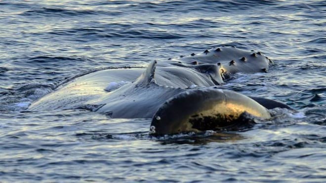 Whale safari - Luxury Yacht Arctic Queen photo 5