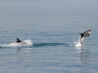 Classic Whale Watching from Dalvík, photo 11