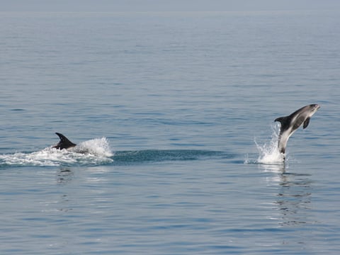 Classic Whale Watching from Dalvík, photo 11