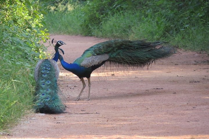 Early Morning Tour with Famous Park at Delhi on Private Basis 9