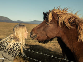 Icelandic horses