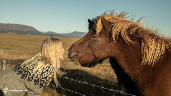 Icelandic horses 