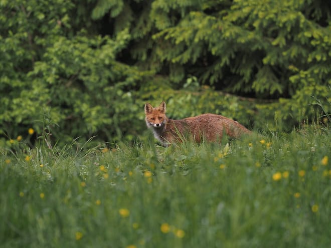 A red fox at the edge of the forest, part of the diverse wildlife of the Carpathian Mountains.