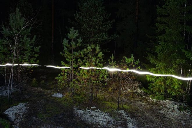 night forest