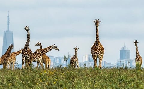 Nairobi Half-Day Game Drive Tour with Wildlife Viewing