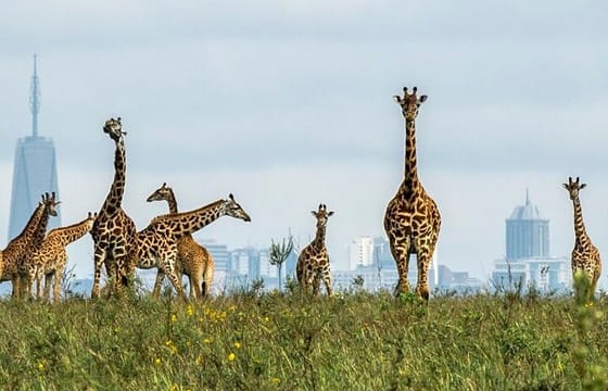 Half-Day Nairobi National Park Game Drive Guided Tour With Pick Up