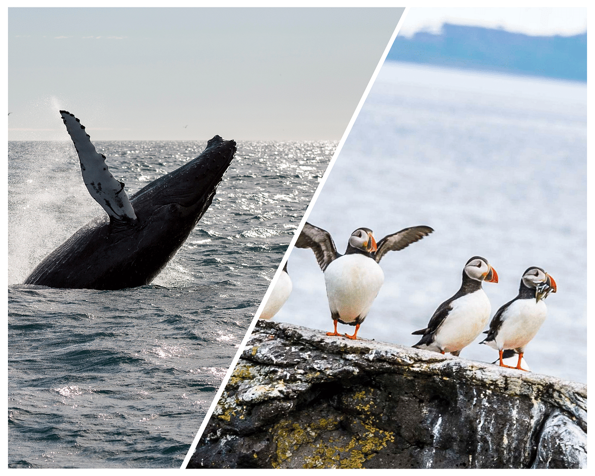 Whale Watching & Puffin Adventure in Reykjavik’s Wildlife Wonderland