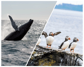Experience a whale watching and puffin tour from Reykjavík Harbour, Iceland. Spot humpback whales, minke whales, Atlantic puffins, dolphins 