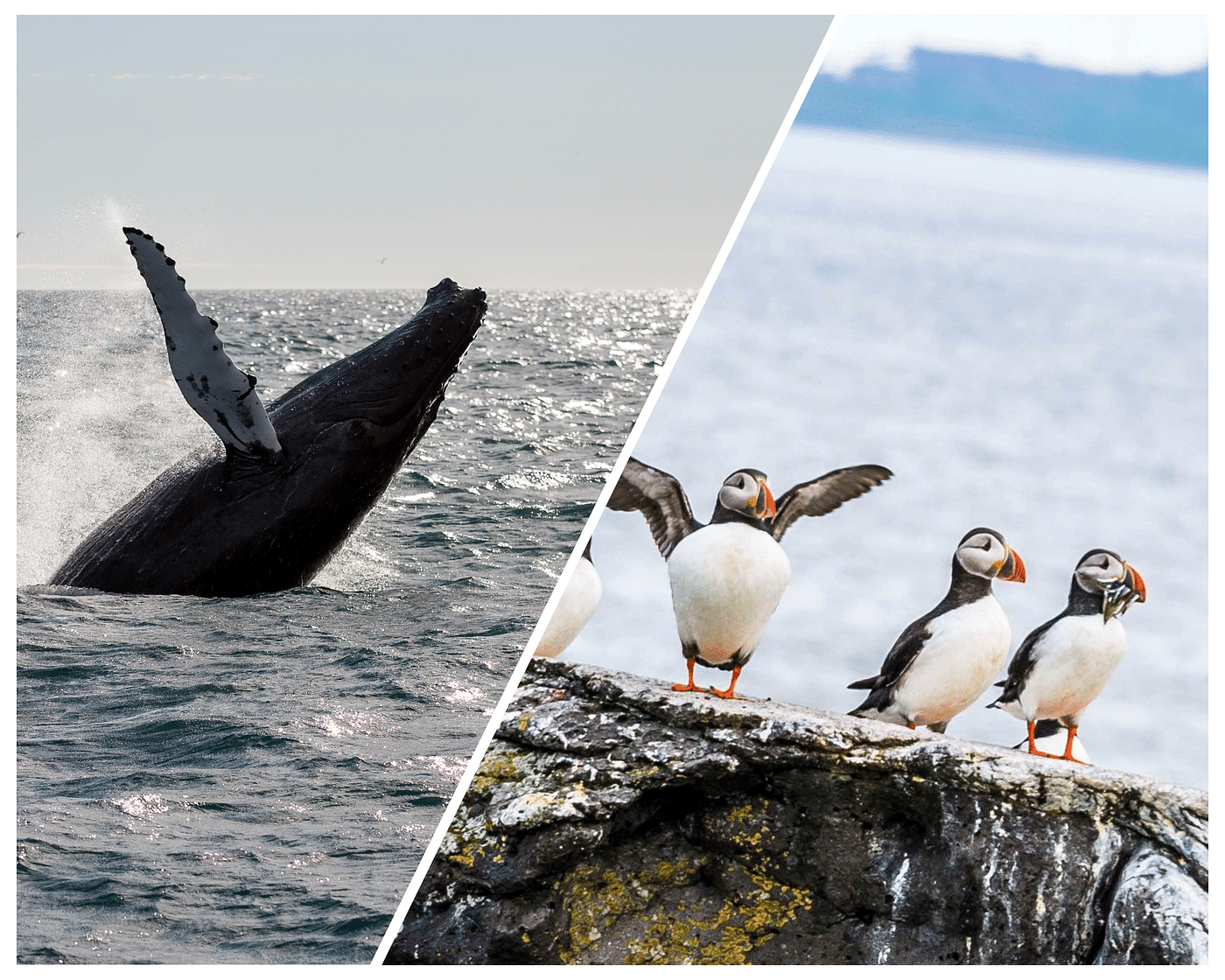 Whale Watching & Puffin Adventure in Reykjavik's Wildlife Wonderland