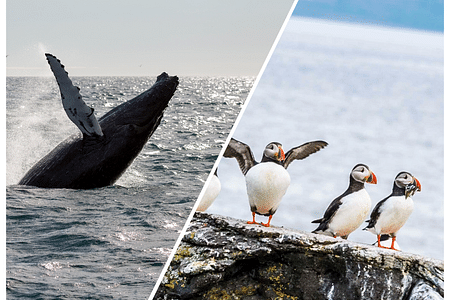 Whale Watching & Puffin Adventure in Reykjavik’s Wildlife Wonderland