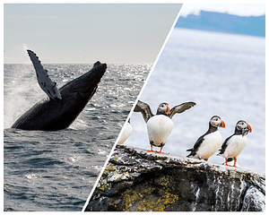 Whale Watching and Puffin Tour: Explore Iceland's Wildlife from Old Harbour in Downtown Reykjavik