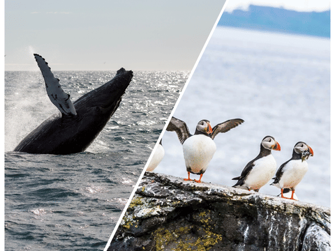 Whale Watching and Puffin Tour: Explore Iceland's Wildlife from Old Harbour in Downtown Reykjavik