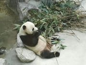 Private Day Tour to Panda Base and Sanxingdui Museum from Chengdu 2