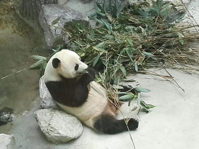 Private Day Tour to Panda Base and Sanxingdui Museum from Chengdu 2