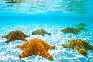 Catamaran Snorkel Tour in Roatán with Shipwreck Exploration