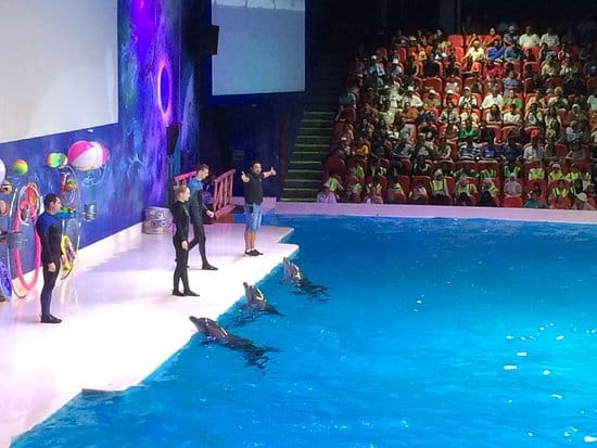 Dubai : The Dubai Dolphinarium Experience Splash into Fun!