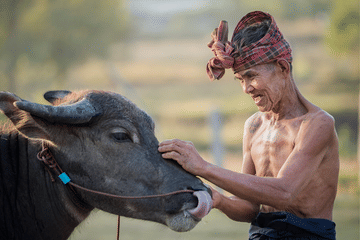 Day Tour to Buffalo Village and Sam Chuk Market in Bangkok