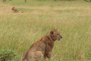 3 Days PRIVATE LUXURY SAFARI to Masai Mara from Nairobi