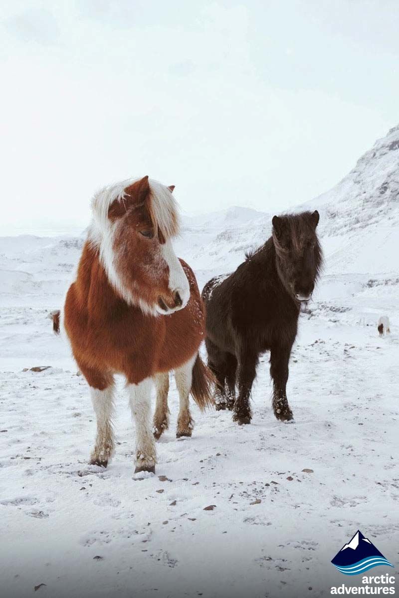 Ponies in Iceland during 2 day south coast tour Iceland
