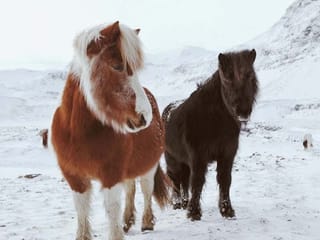 Ponies in Iceland during 2 day south coast tour Iceland