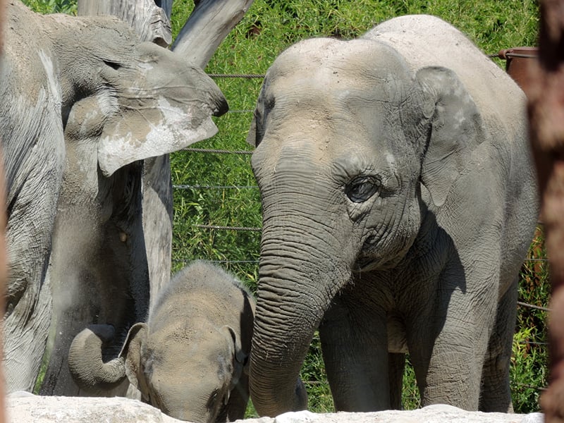 Zurich for families: the zoo and the Masoala rainforest