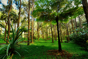 Private ATV Adventure Tour in Black River Gorges, Mauritius