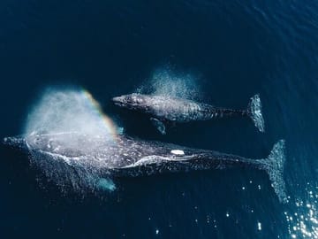 Half-Day Whale Watching Tour in Trincomalee, Sri Lanka