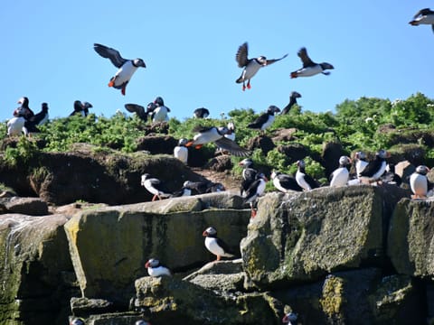 Reykjavík Whales & Puffins, photo 5