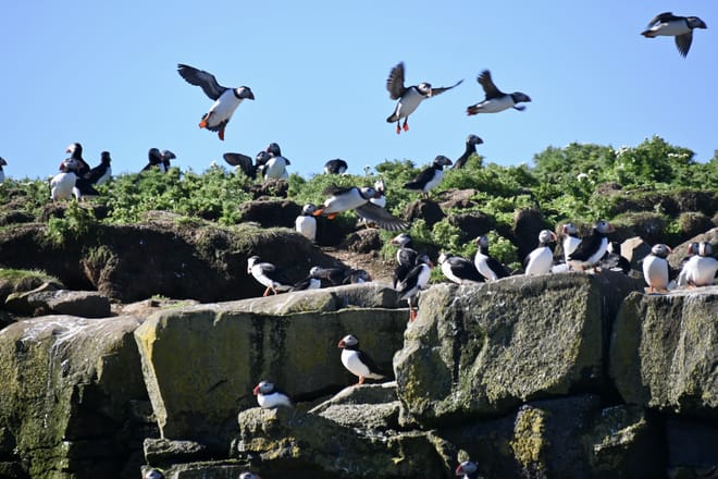 Reykjavík Whales & Puffins photo 4