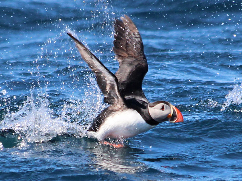 GG6 Puffins Exclusive — Gentle Giants