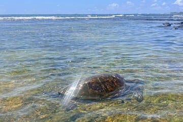Private Big Island: History & Local Shopping Tour