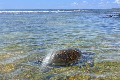 Private Big Island: History & Local Shopping Tour