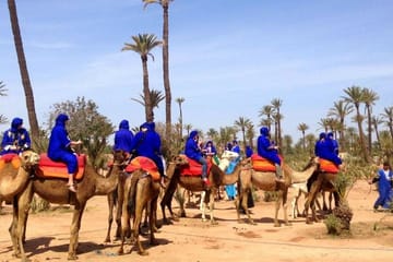 Majical Majorelle Garden and Camel Ride in Palmeraie of Marrakech
