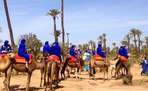 Majorelle Garden Tour and Camel Ride in Marrakech