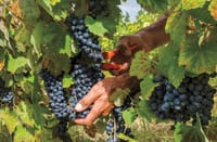 Travel in a hot air balloon and  good wine in Casablanca valley 4