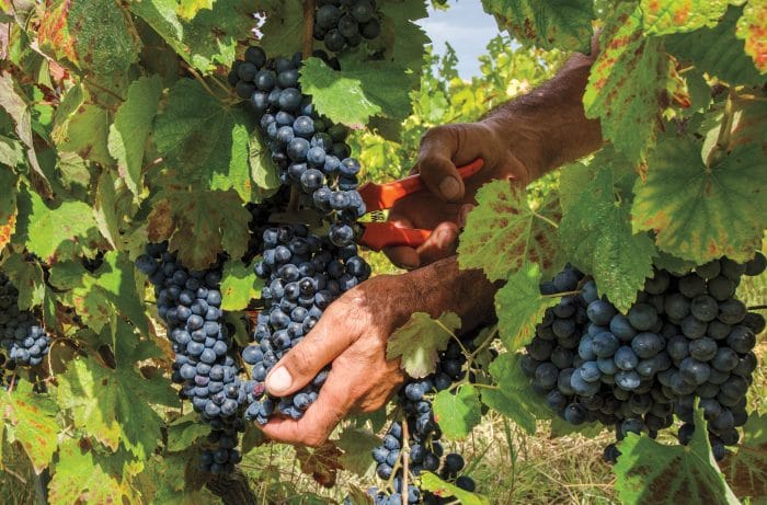 Travel in a hot air balloon and  good wine in Casablanca valley 4