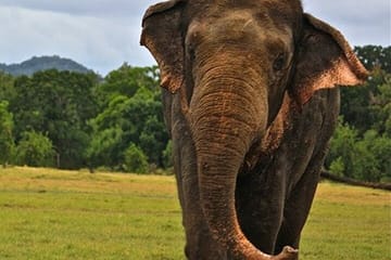 Full Day Sigiriya and Dambulla Tour with Jeep Safari from Colombo