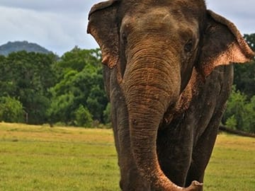 Full Day Sigiriya and Dambulla Tour with Jeep Safari from Colombo
