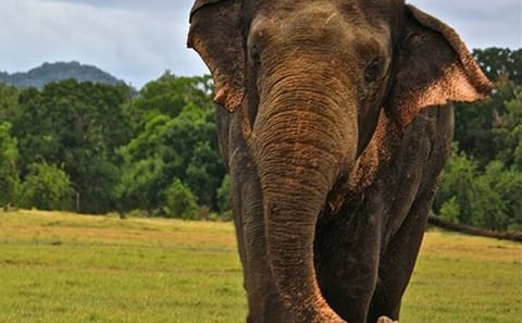 Full Day Sigiriya and Dambulla Tour with Jeep Safari from Colombo