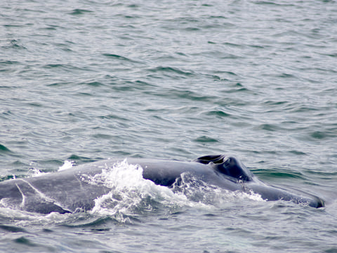 Blue Whale