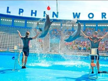Dolphin World Tour in Agadir from Taghazoute