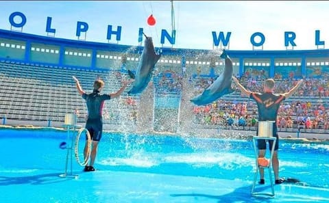 Dolphin World Tour in Agadir from Taghazoute