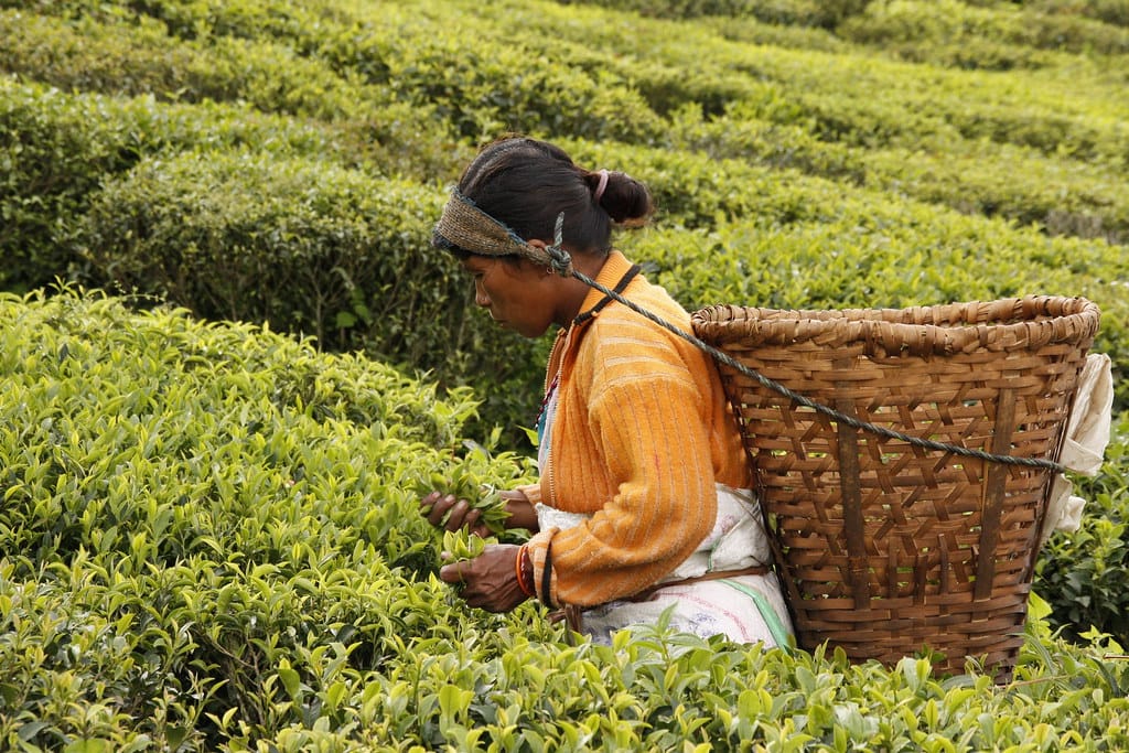 19 Days Mera Peak Climbing & Expedition – One Life-Changing Himalayan Adventure