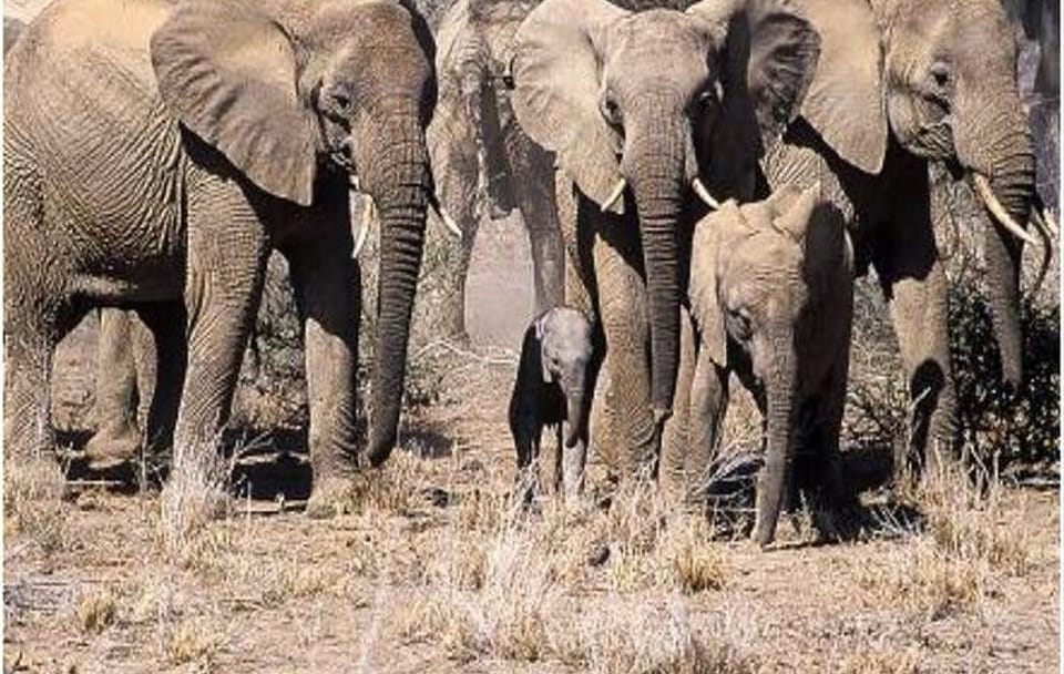 5 Day Kenya Wild Safari Tour Adventure in 3 Famous Parks