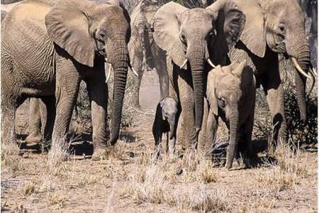 5 Day Kenya Wild Safari Tour Adventure in 3 Famous Parks