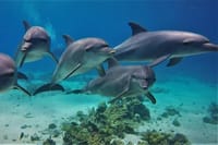 Dolphin House Reef Snorkeling Adventure &amp; Transfers – Marsa Alam