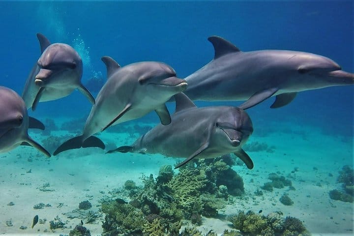 Dolphin House Reef Snorkeling Adventure &amp; Transfers – Marsa Alam
