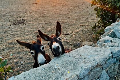 Mykonos Safari Island Tour – According To The Locals